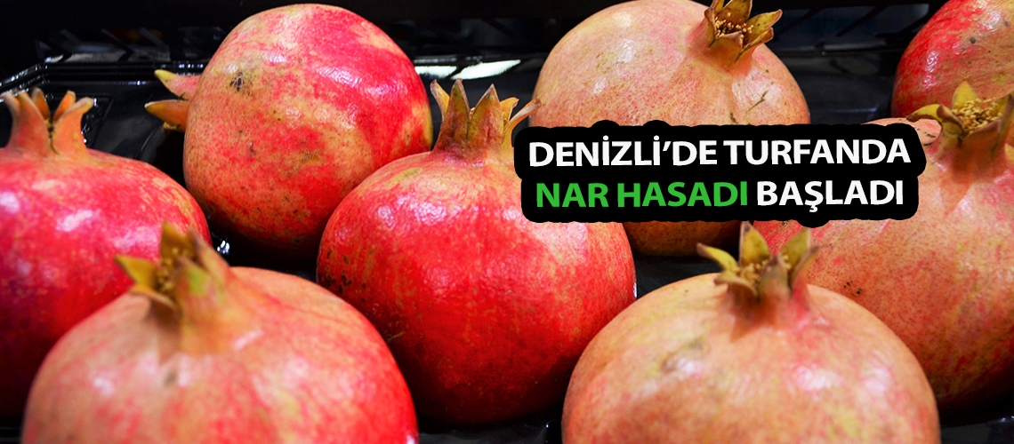 Denizli’de turfanda nar hasadı başladı