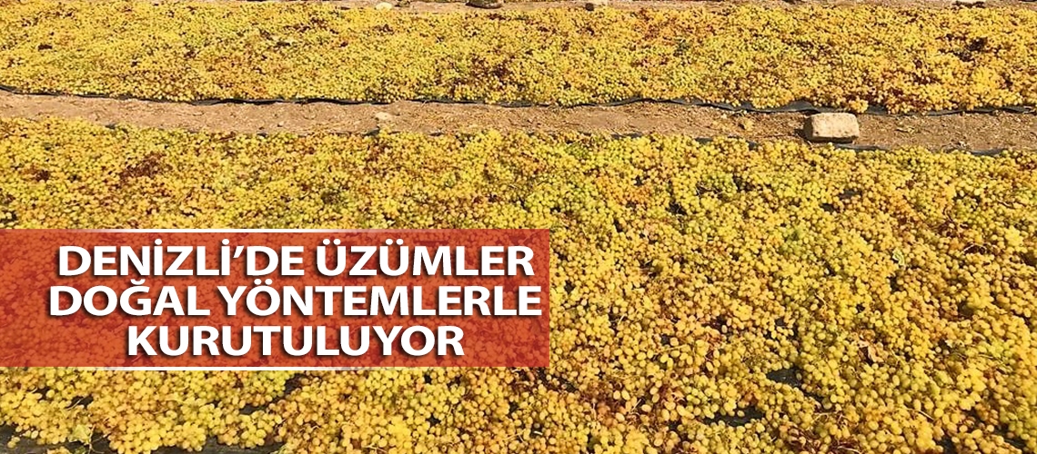 Denizli’de üzümler doğal yöntemlerle kurutuluyor