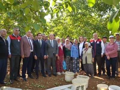 Çameli cevizinde hasat vakti