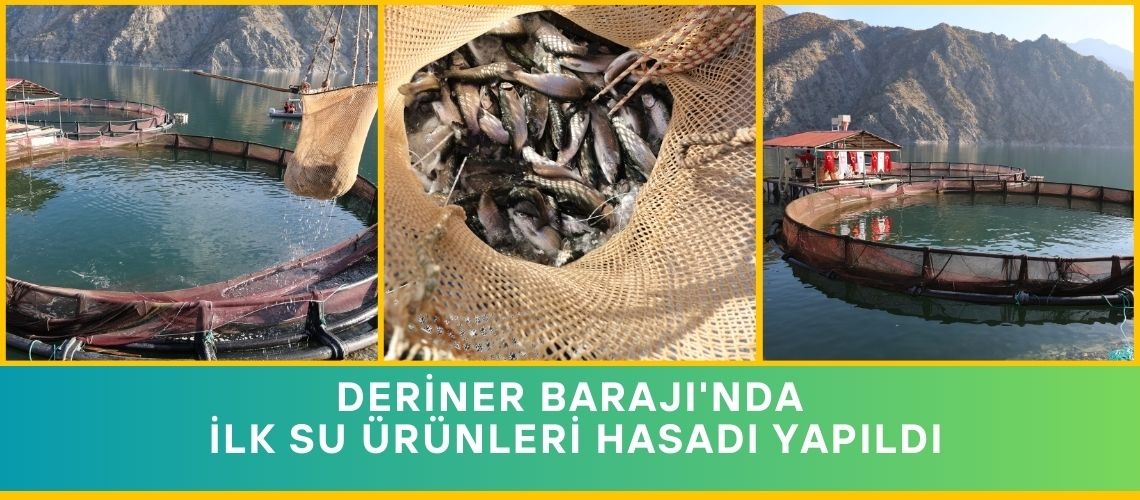 Deriner Barajı'nda ilk su ürünleri hasadı yapıldı