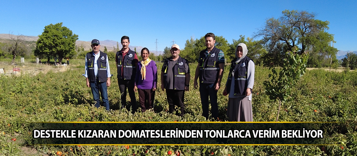 Destekle kızaran domateslerinden tonlarca verim bekliyor