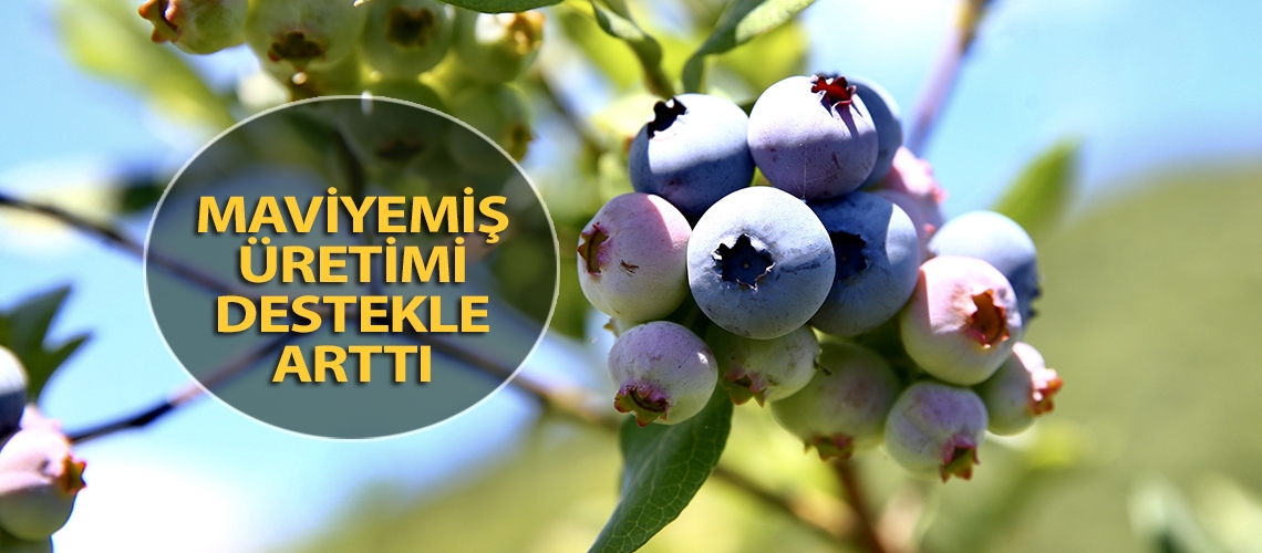 Maviyemiş üretimi destekle arttı