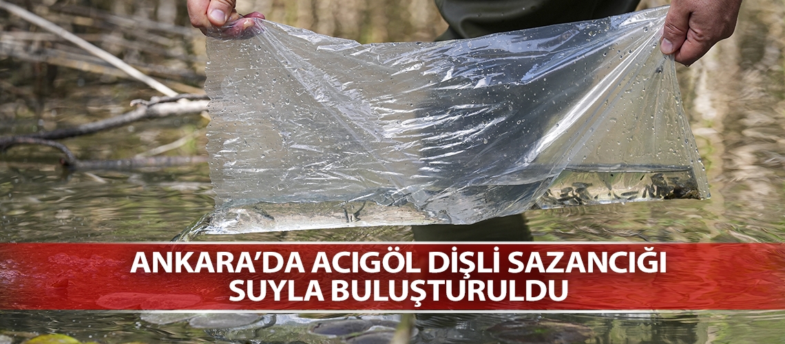 Ankara’da Acıgöl dişli sazancığı suyla buluşturuldu