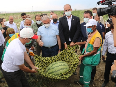 Karpuzlar ağırlığıyla yarışacak