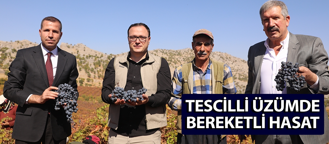 Tescilli üzümde bereketli hasat