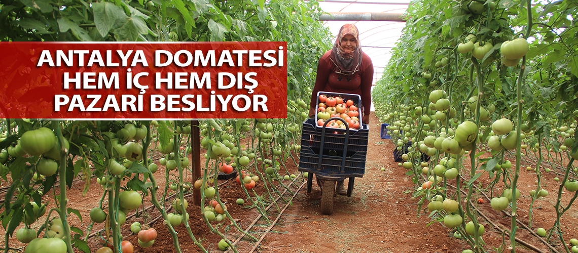 Antalya domatesi hem iç hem dış pazarı besliyor