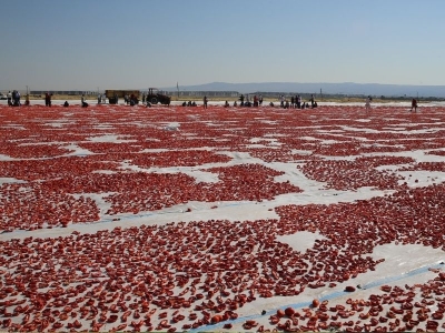 Diyarbakır’da 35 bin ton kurutulmuş domates üretilecek