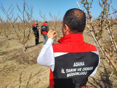 Adana’da zirai don çiçek açan ağaçları da vurdu