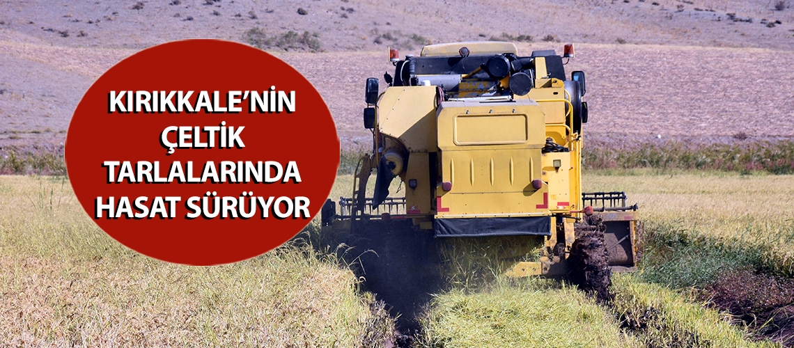 Kırıkkale’nin çeltik tarlalarında hasat sürüyor