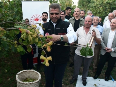 Düzce'de fındık hasat şenliği düzenlendi