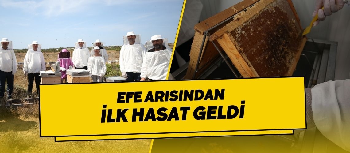 Efe arısından ilk hasat geldi