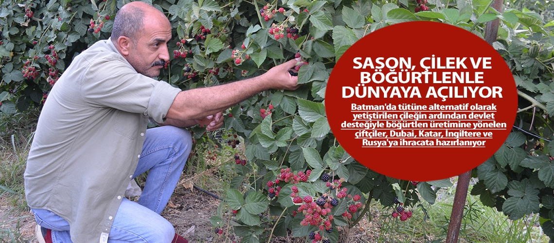 Sason, çilek ve böğürtlenle dünyaya açılıyor