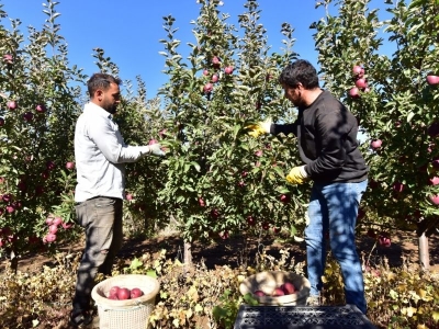 Destek aldı, elma bahçesi kurdu