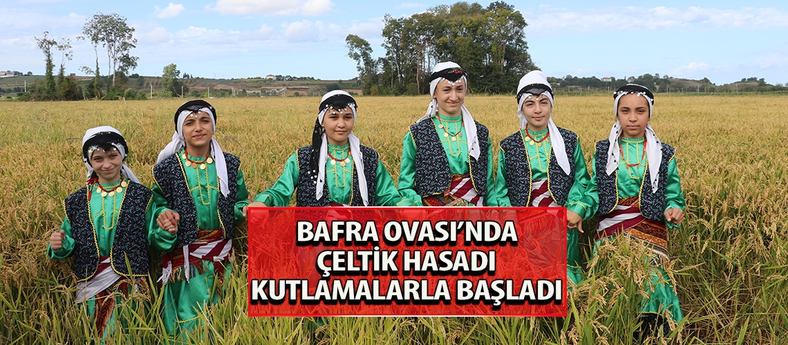 Bafra Ovası’nda çeltik hasadı kutlamalarla başladı