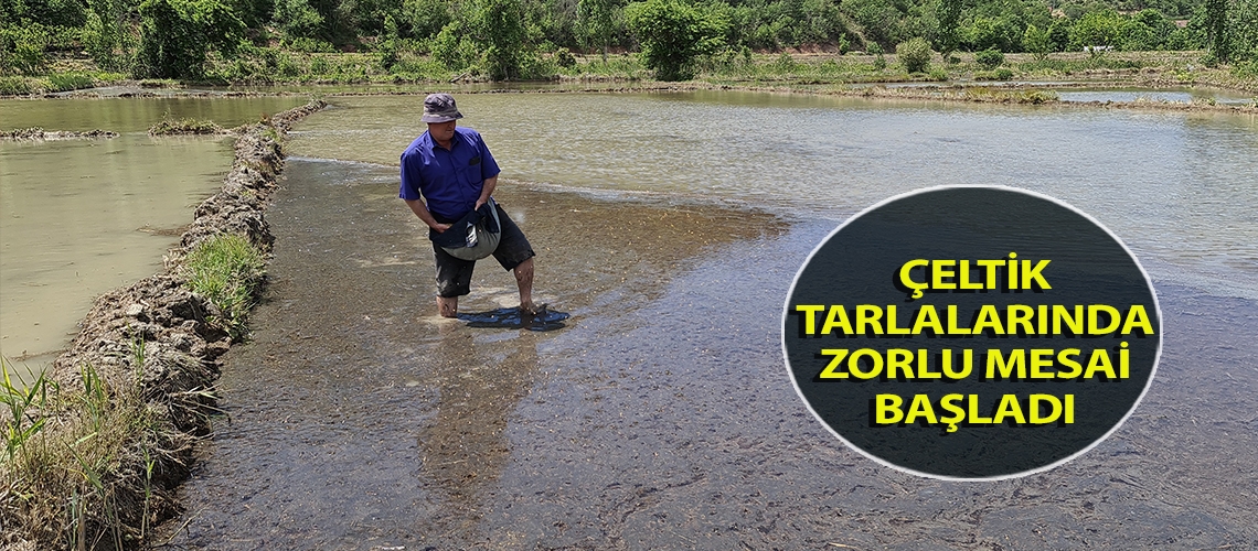 Çeltik tarlalarında zorlu mesai başladı