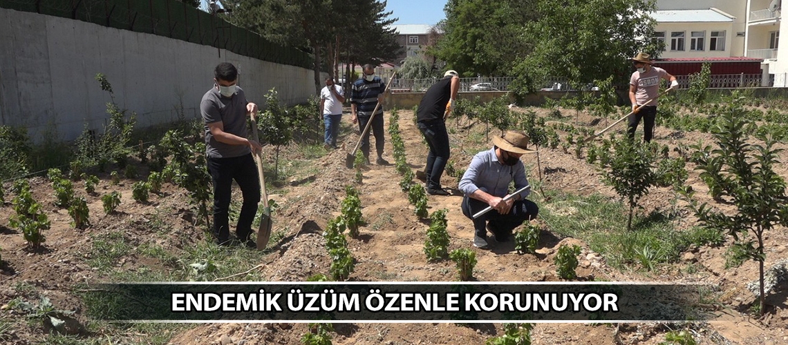 Endemik üzüm özenle korunuyor