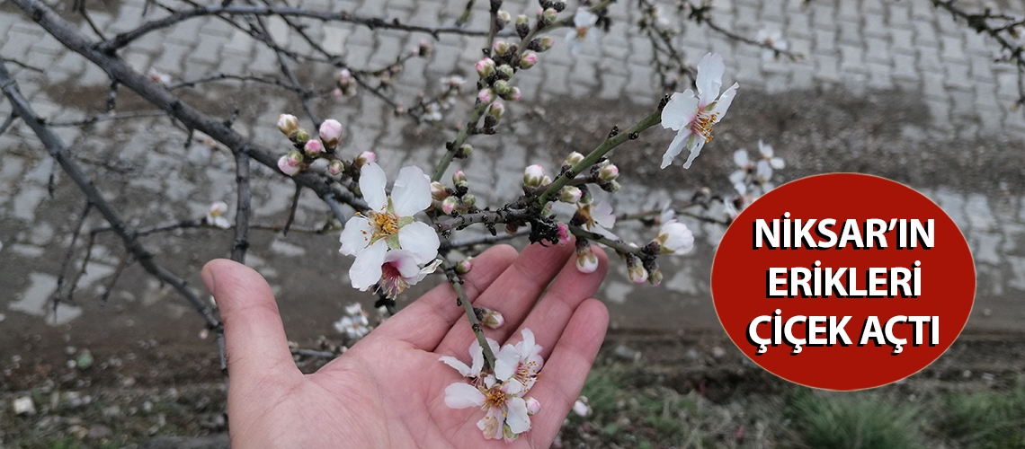 Niksar’ın erikleri çiçek açtı