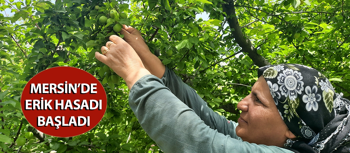 Mersin’de erik hasadı başladı