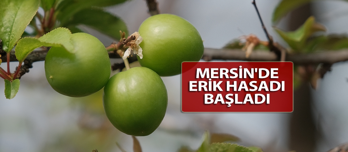 Mersin'de erik hasadı başladı