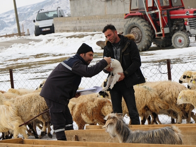 Karlı yolları aşıp besicilere ulaşıyorlar