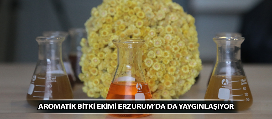 Aromatik bitki ekimi Erzurum’da da yaygınlaşıyor