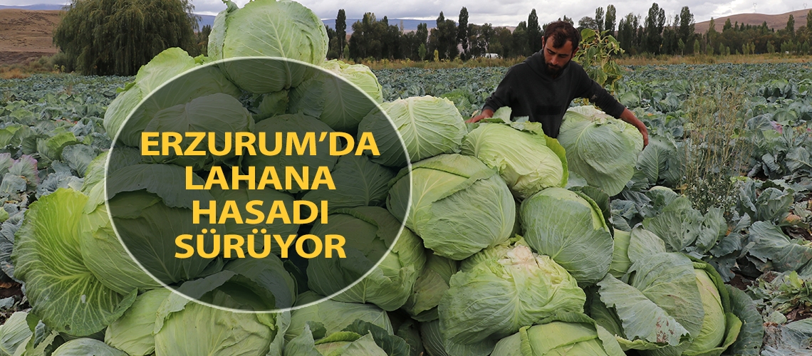 Erzurum’da lahana hasadı sürüyor