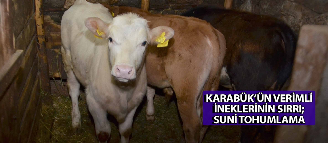 Karabük’ün verimli ineklerinin sırrı; suni tohumlama