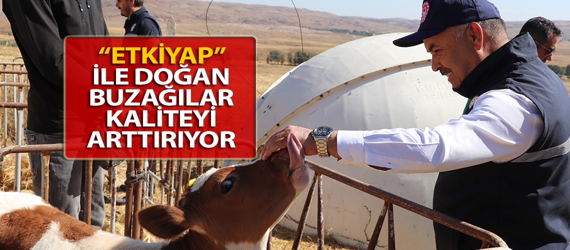 “ETKİYAP” ile doğan buzağılar kaliteyi arttırıyor