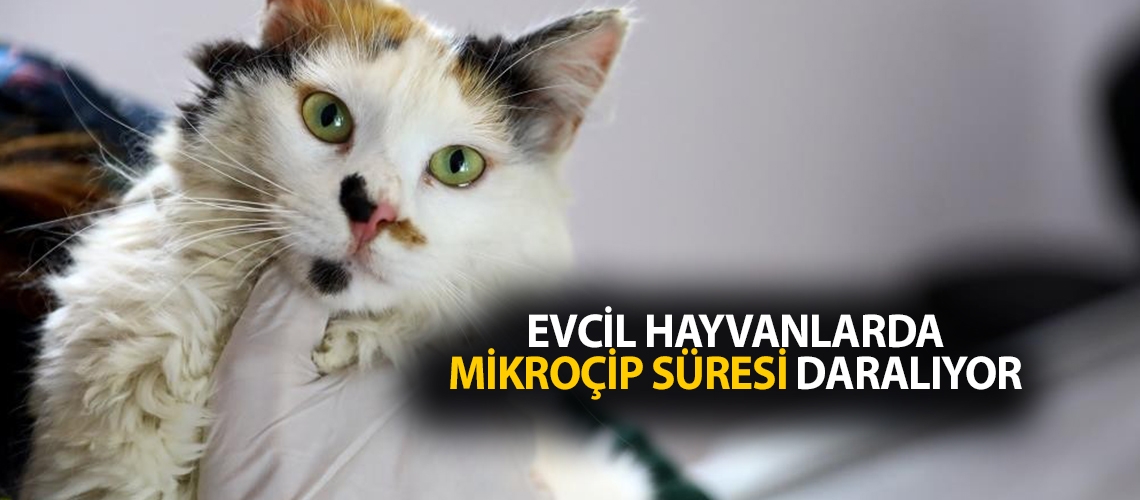 Evcil hayvanlarda mikroçip süresi daralıyor