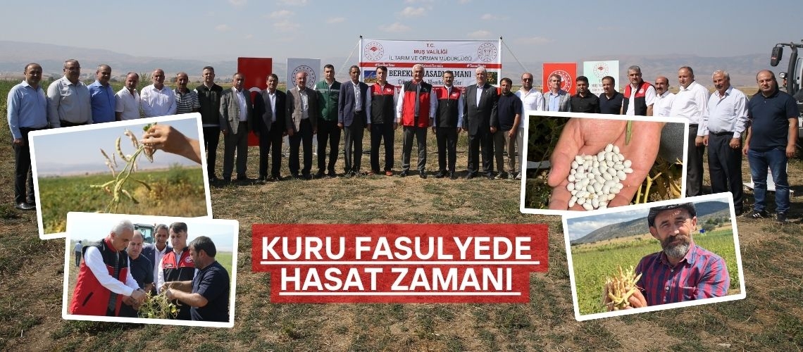 Kuru fasulyede hasat zamanı