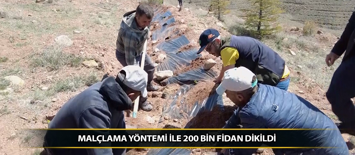 Malçlama yöntemi ile 200 bin fidan dikildi