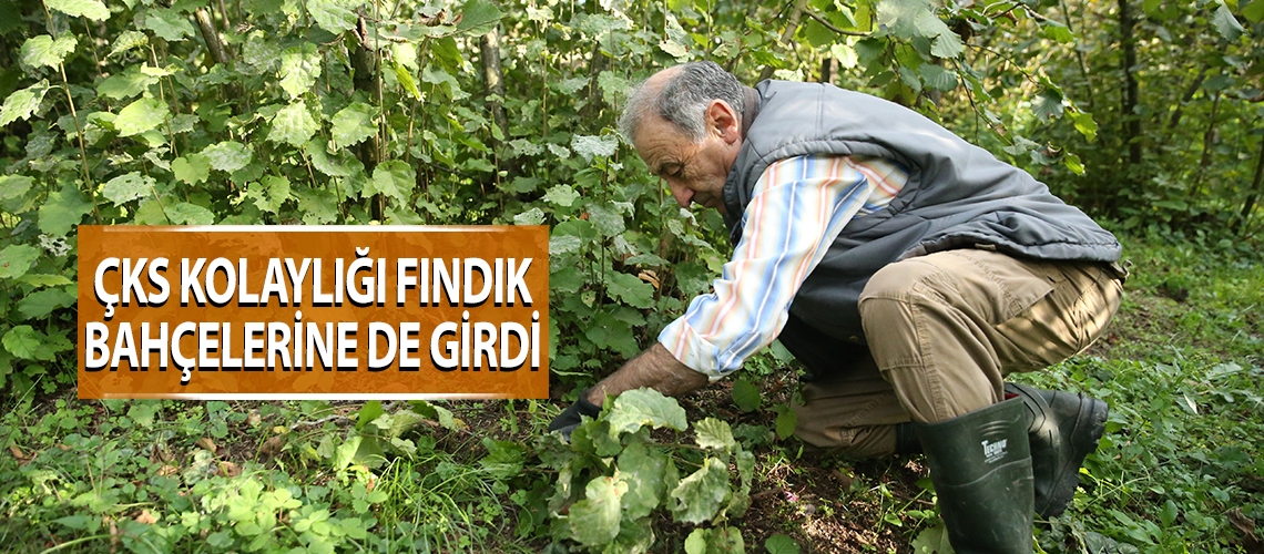 ÇKS kolaylığı fındık bahçelerine de girdi