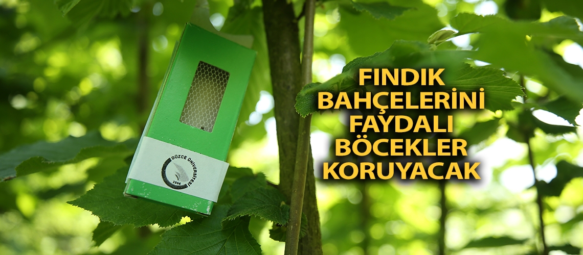 Fındık bahçelerini faydalı böcekler koruyacak