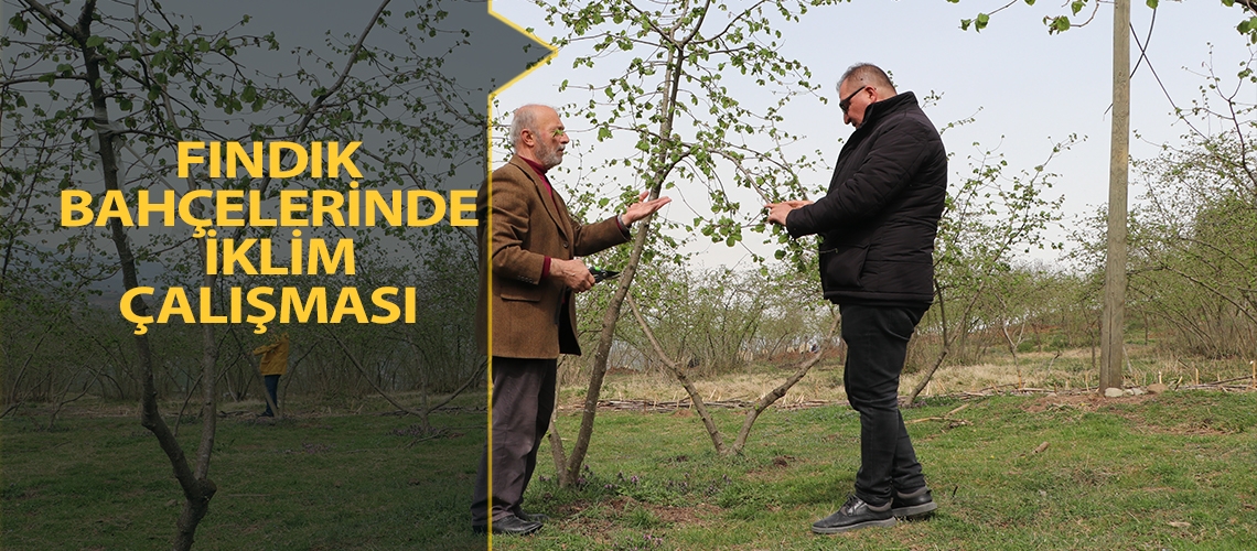 Fındık bahçelerinde iklim çalışması