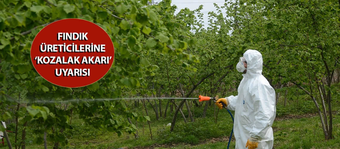 Fındık üreticilerine ‘kozalak akarı’ uyarısı