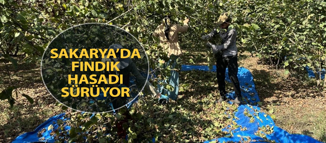 Sakarya’da fındık hasadı sürüyor