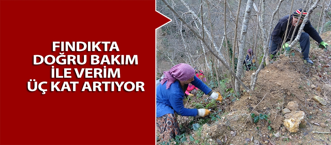 Fındıkta doğru bakım ile verim üç kat artıyor