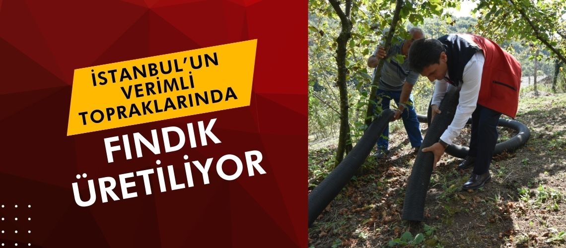 İstanbul’un verimli topraklarında fındık üretiliyor