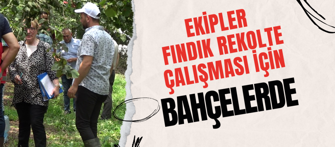 Ekipler fındık rekolte çalışması için bahçelerde