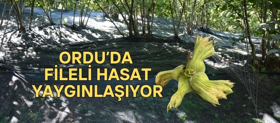 Ordu’da fileli hasat yaygınlaşıyor