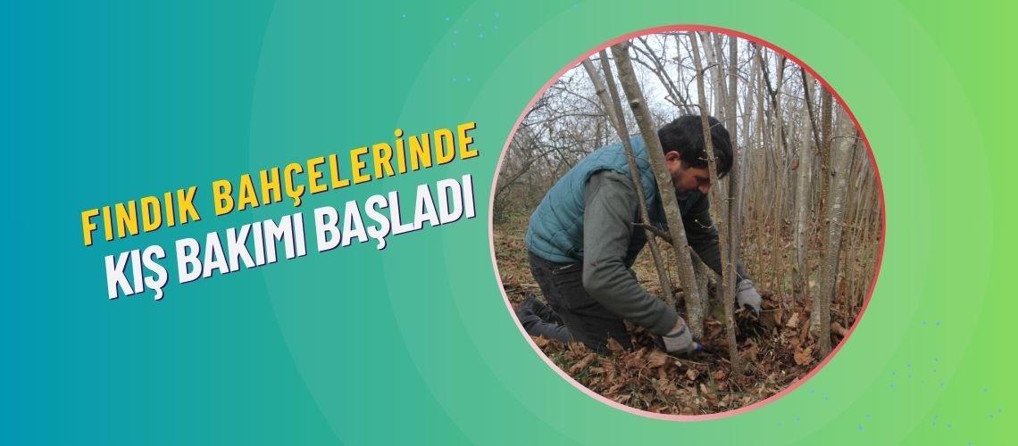 Fındık bahçelerinde kış bakımı başladı