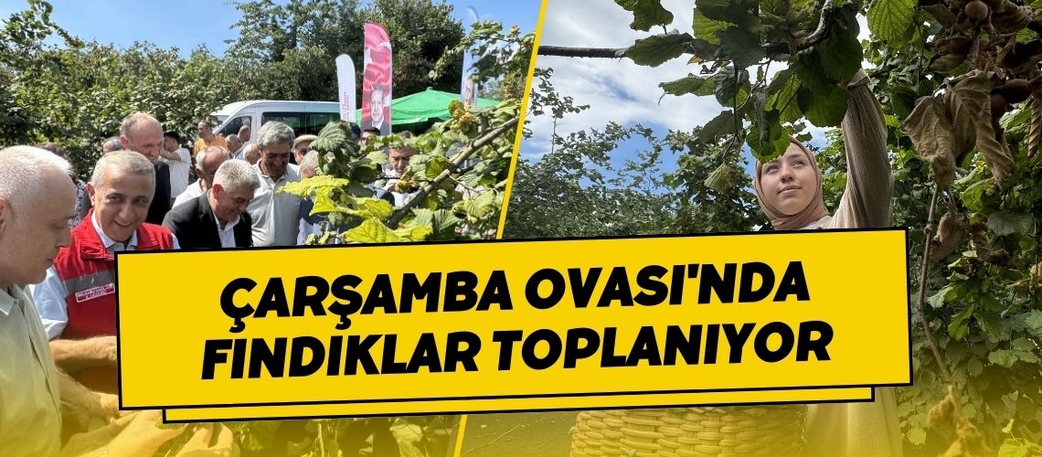 Çarşamba Ovası'nda fındıklar toplanıyor