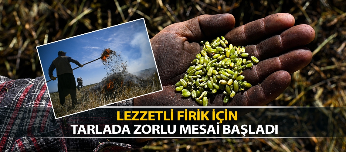 Lezzetli firik için tarlada zorlu mesai başladı