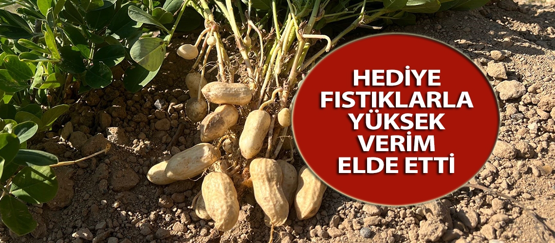 Hediye fıstıklarla yüksek verim elde etti