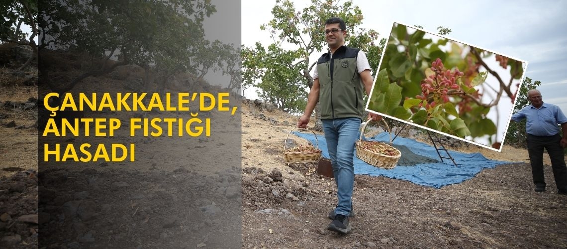 Çanakkale’de,  Antep fıstığı hasadı