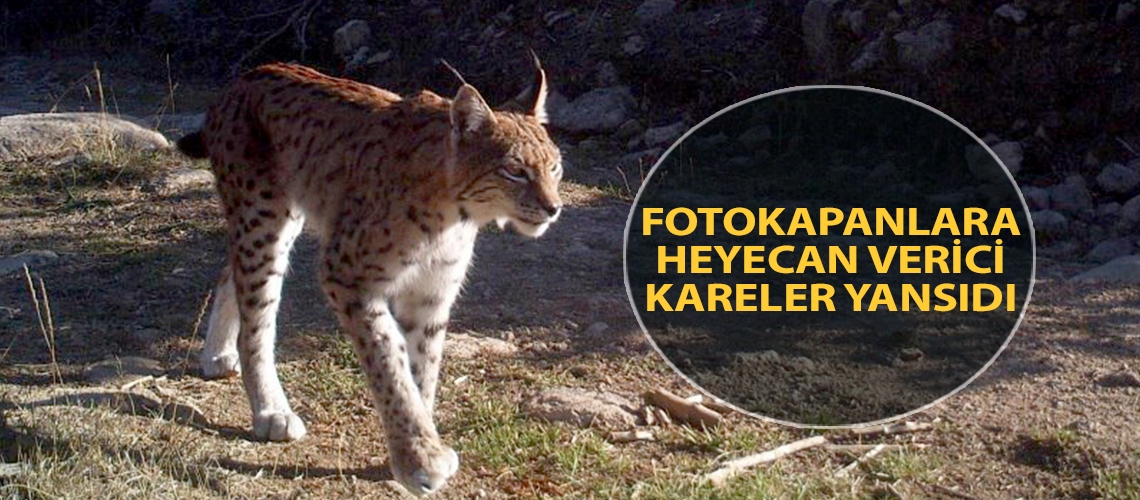 Fotokapanlara heyecan verici kareler yansıdı