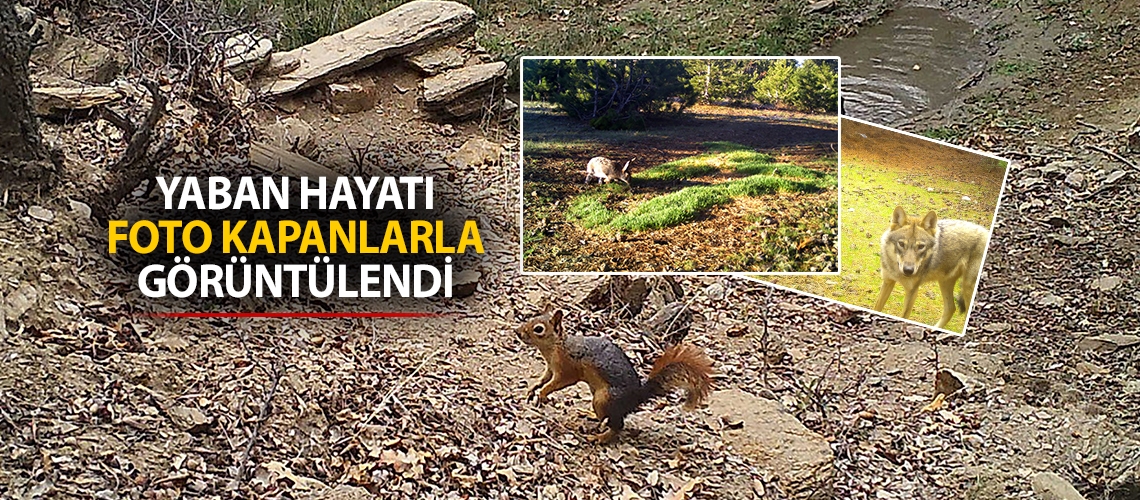 Yaban hayatı foto kapanlarla görüntülendi