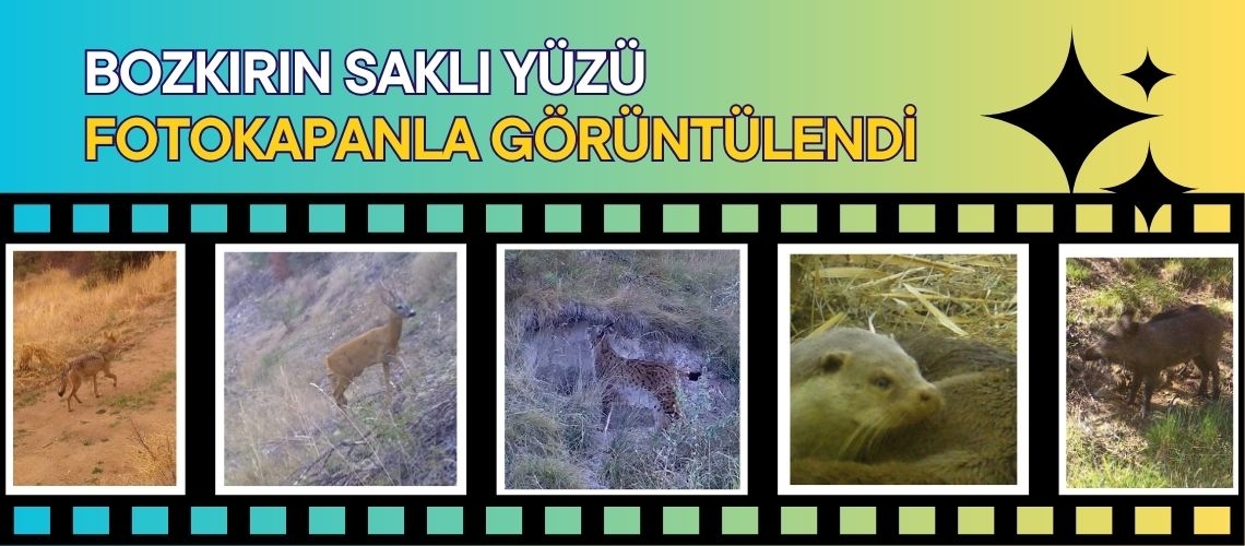 Bozkırın saklı yüzü fotokapanla görüntülendi