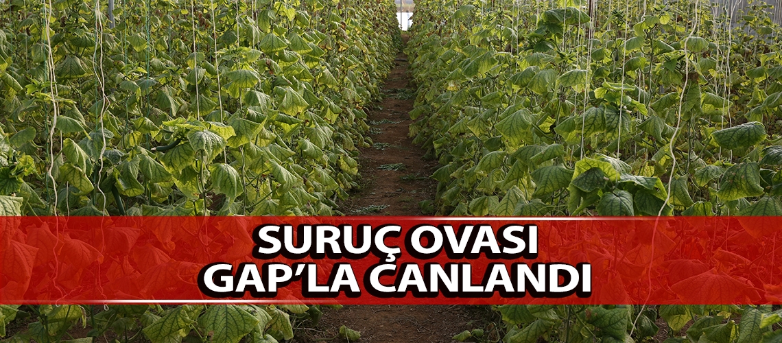 Suruç Ovası GAP’la canlandı