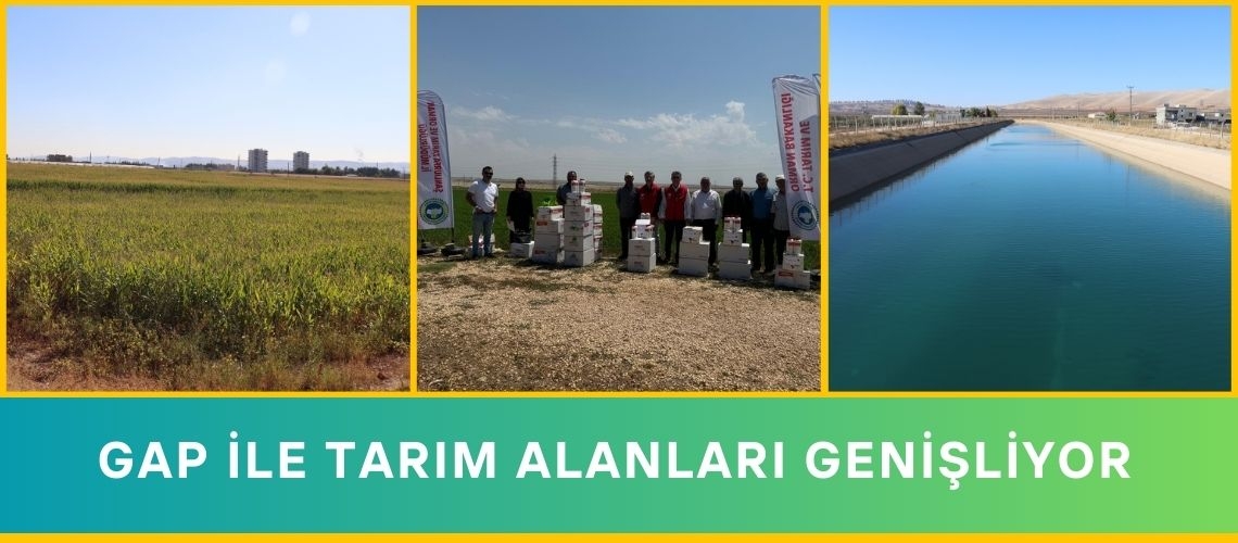 GAP ile tarım alanları genişliyor